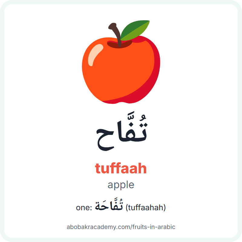 Apple in Arabic: تُفَّاح (tuffaah), and one of them تُفَّاحَة (tuffaahah). Picture card with a picture of a apple, the Arabic word with its vowel marks and how to say it.