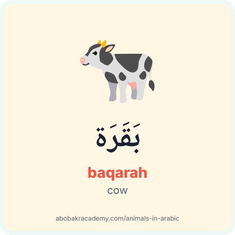 Cow in Arabic: بَقَرَة (baqarah). Picture card of a cow with its Arabic name, the vowel marks and how to say it.