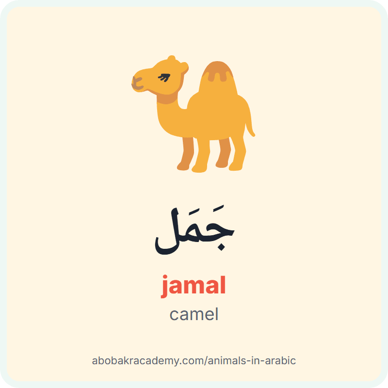 Camel in Arabic: جَمَل (jamal). Picture card of a camel with its Arabic name, the vowel marks and how to say it.