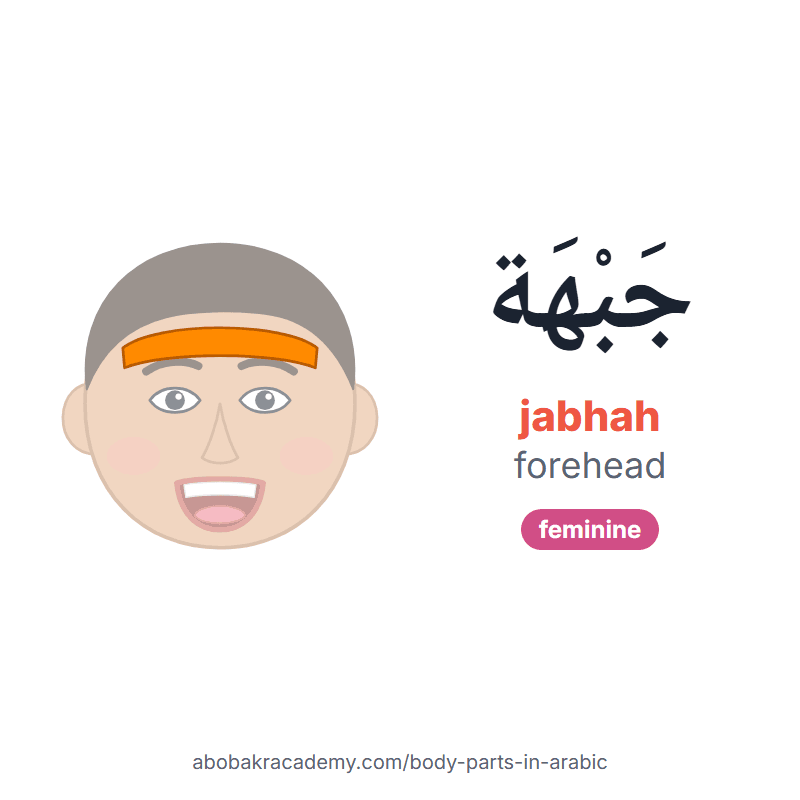 Forehead in Arabic: جَبْهَة (jabhah), feminine. Picture card of a child's face with the forehead coloured in orange, the Arabic word with its vowel marks and how to say it.