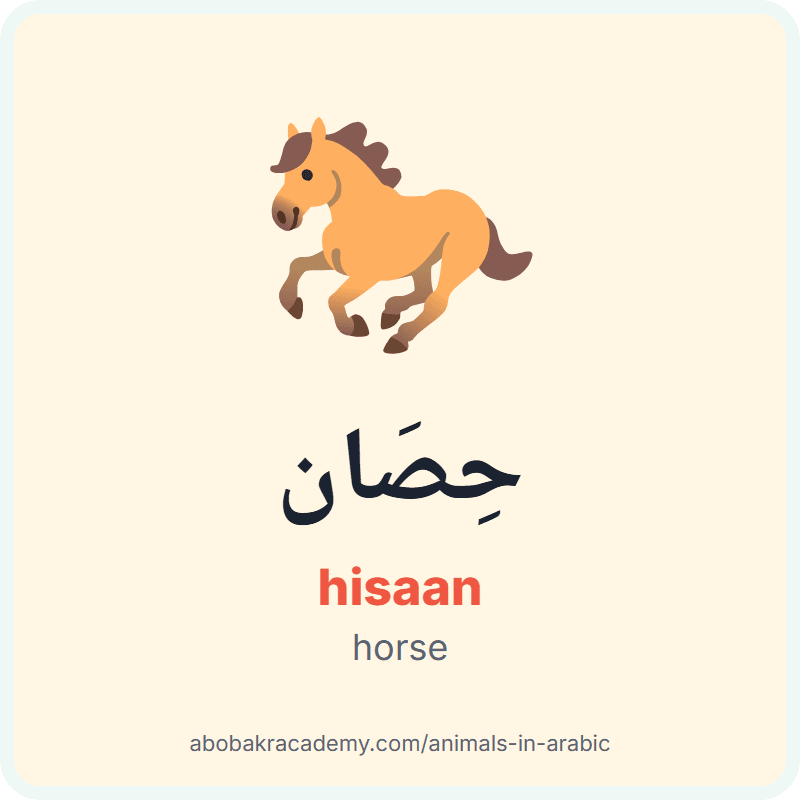 Horse in Arabic: حِصَان (hisaan). Picture card of a horse with its Arabic name, the vowel marks and how to say it.