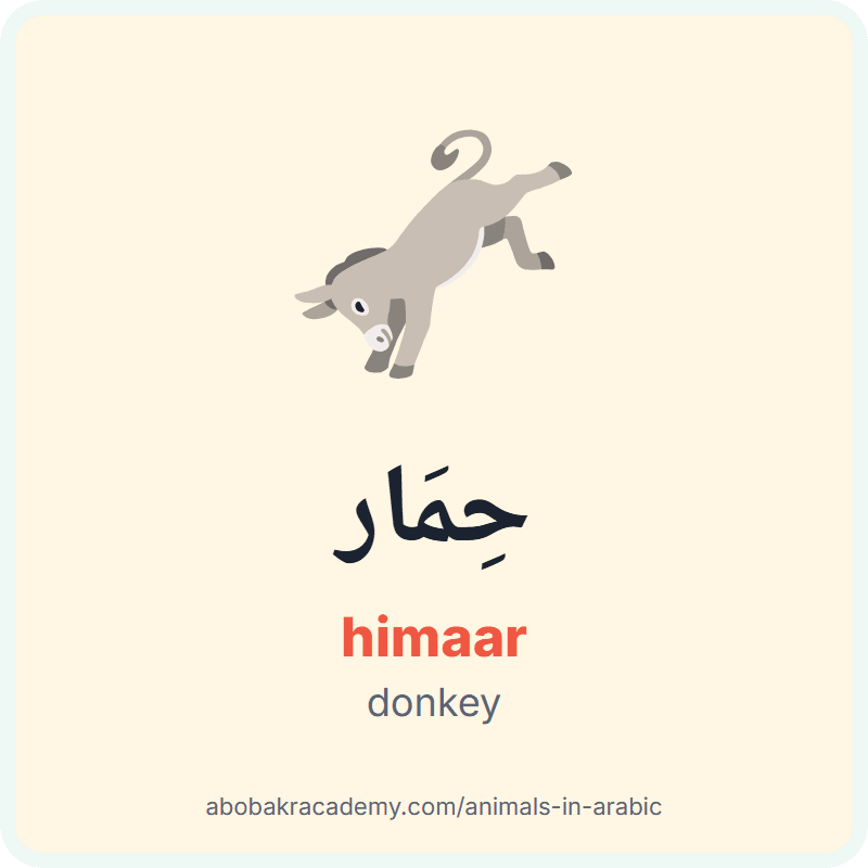 Donkey in Arabic: حِمَار (himaar). Picture card of a donkey with its Arabic name, the vowel marks and how to say it.