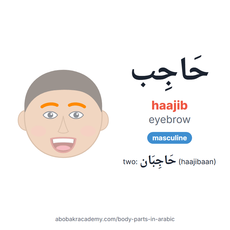 Eyebrow in Arabic: حَاجِب (haajib), masculine, and two of them حَاجِبَان (haajibaan). Picture card of a child's face with the eyebrow coloured in orange, the Arabic word with its vowel marks and how to say it.