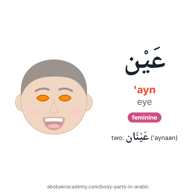 Eye in Arabic: عَيْن ('ayn), feminine, and two of them عَيْنَان ('aynaan). Picture card of a child's face with the eye coloured in orange, the Arabic word with its vowel marks and how to say it.