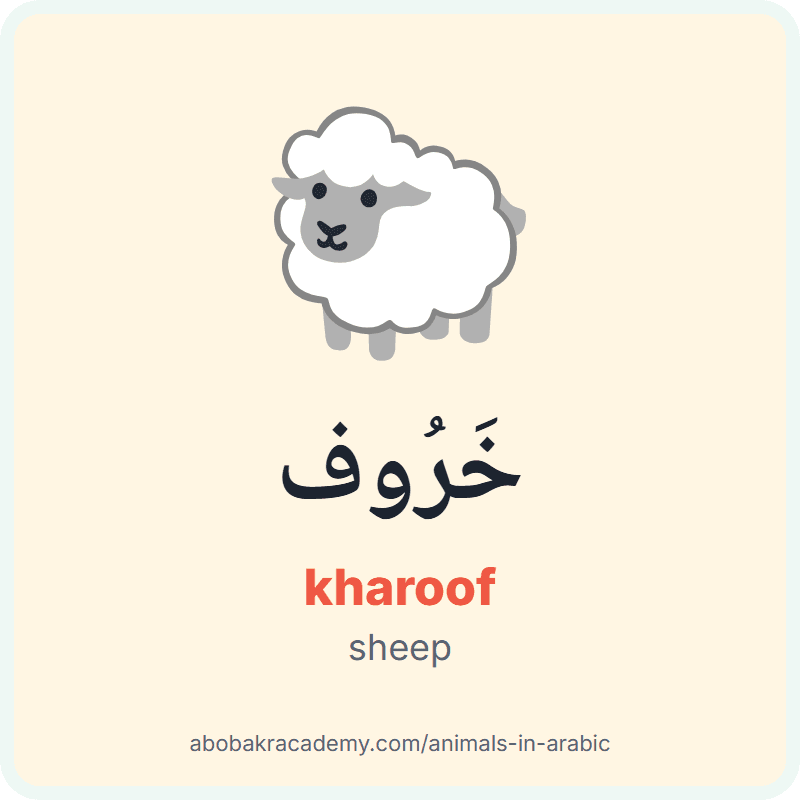 Sheep in Arabic: خَرُوف (kharoof). Picture card of a sheep with its Arabic name, the vowel marks and how to say it.