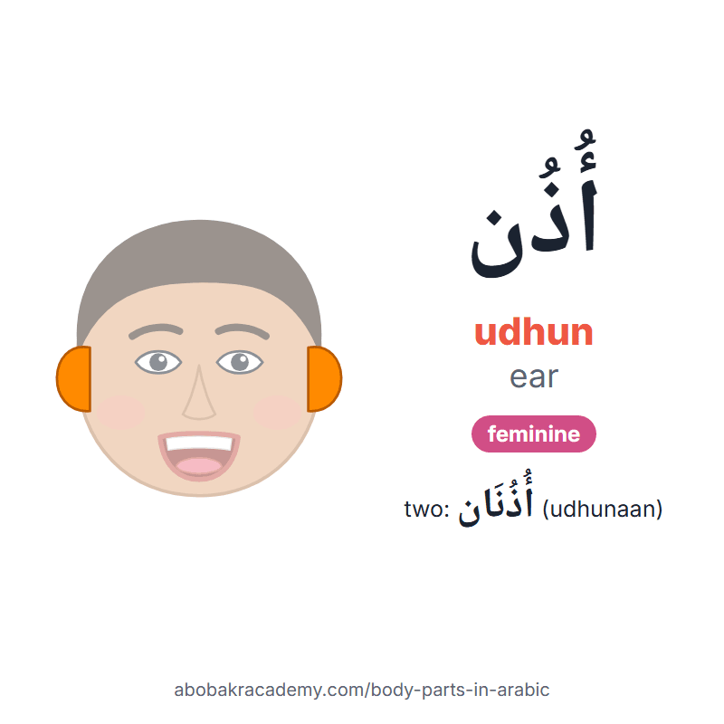 Ear in Arabic: أُذُن (udhun), feminine, and two of them أُذُنَان (udhunaan). Picture card of a child's face with the ear coloured in orange, the Arabic word with its vowel marks and how to say it.