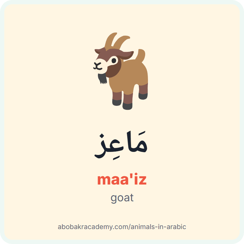 Goat in Arabic: مَاعِز (maa'iz). Picture card of a goat with its Arabic name, the vowel marks and how to say it.