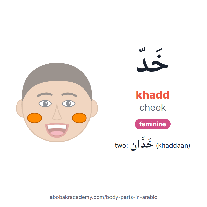 Cheek in Arabic: خَدّ (khadd), feminine, and two of them خَدَّان (khaddaan). Picture card of a child's face with the cheek coloured in orange, the Arabic word with its vowel marks and how to say it.