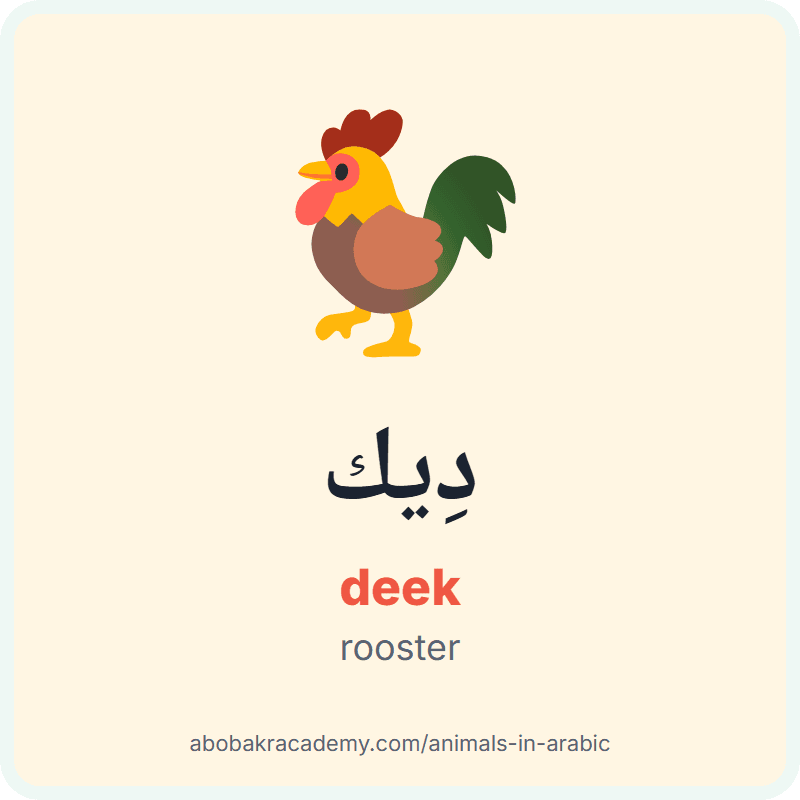 Rooster in Arabic: دِيك (deek). Picture card of a rooster with its Arabic name, the vowel marks and how to say it.