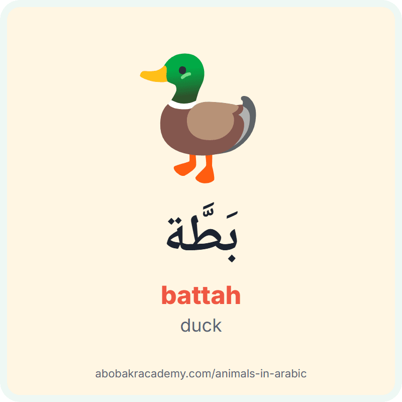 Duck in Arabic: بَطَّة (battah). Picture card of a duck with its Arabic name, the vowel marks and how to say it.