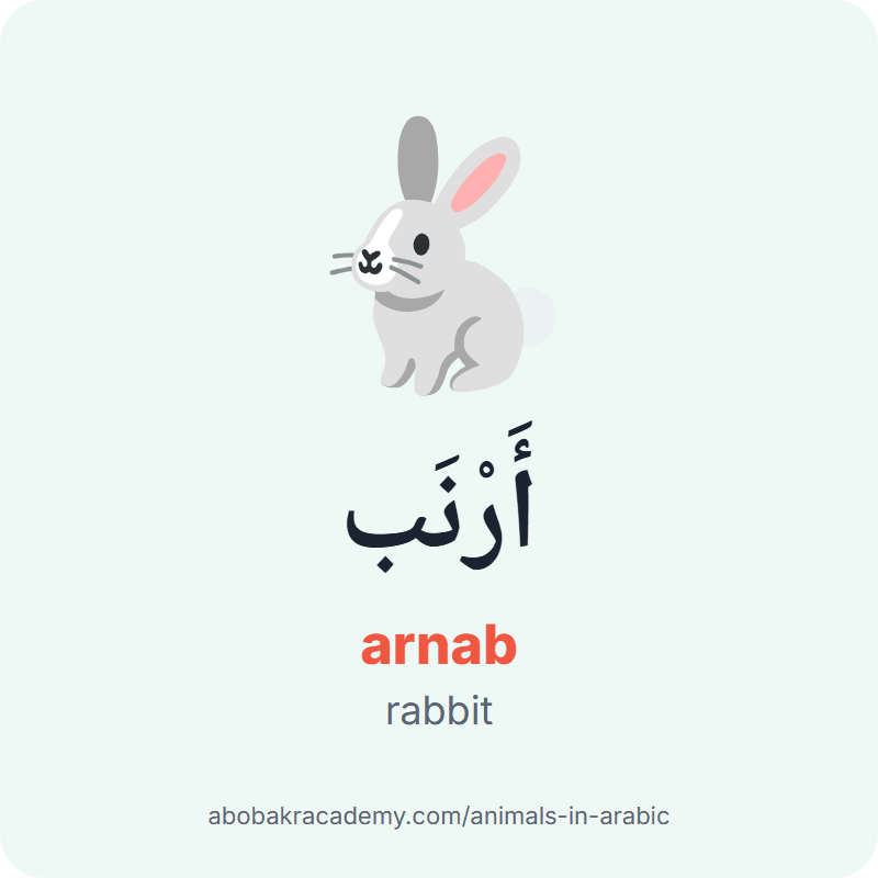 Rabbit in Arabic: أَرْنَب (arnab). Picture card of a rabbit with its Arabic name, the vowel marks and how to say it.
