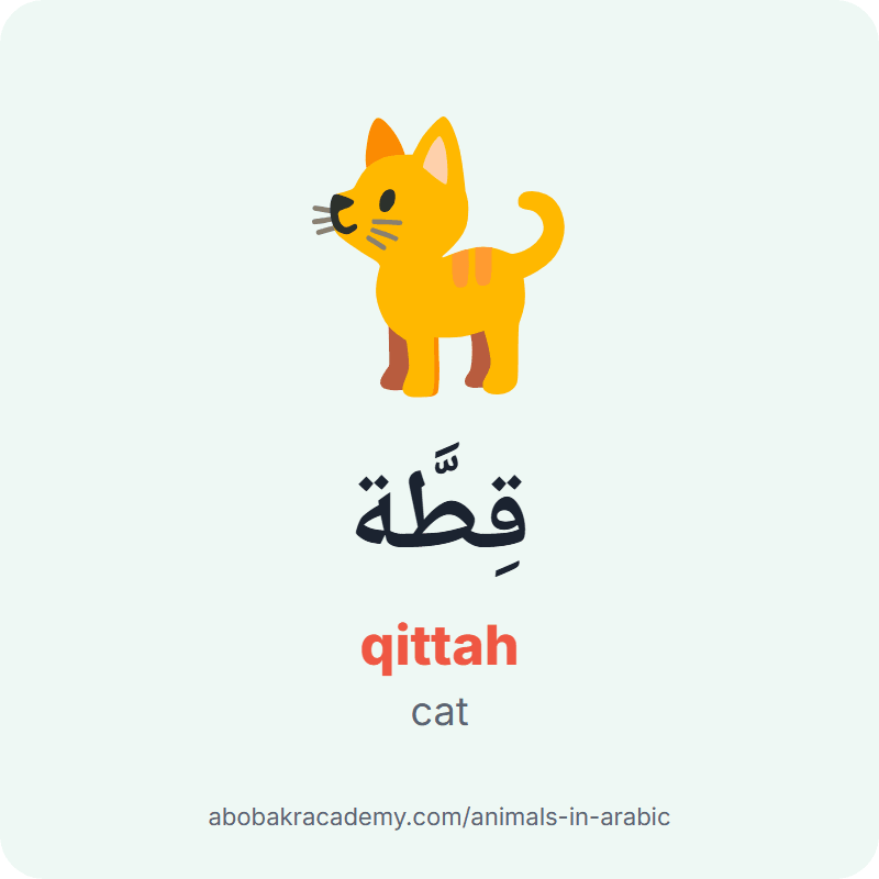 Cat in Arabic: قِطَّة (qittah). Picture card of a cat with its Arabic name, the vowel marks and how to say it.