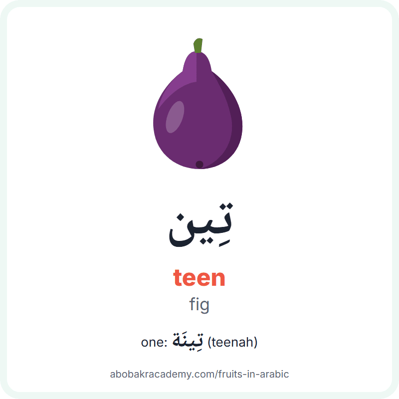 Fig in Arabic: تِين (teen), and one of them تِينَة (teenah). Picture card with a drawing of a fig, the Arabic word with its vowel marks and how to say it.