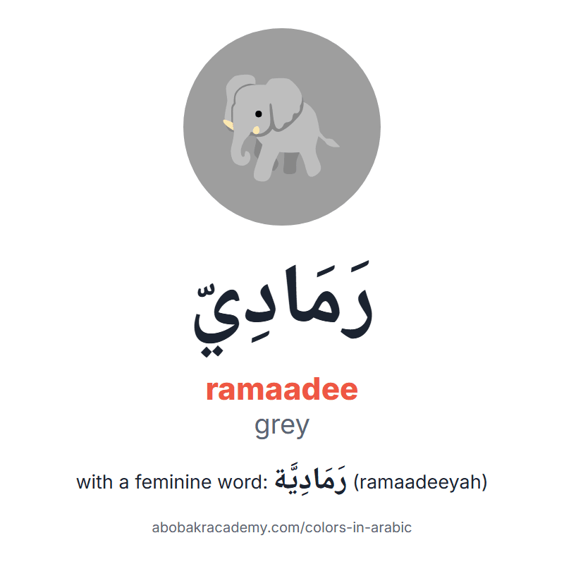Grey in Arabic: رَمَادِيّ (ramaadee), and with a feminine word رَمَادِيَّة (ramaadeeyah). Picture card of an elephant on a grey circle with the Arabic name, the vowel marks and how to say it.