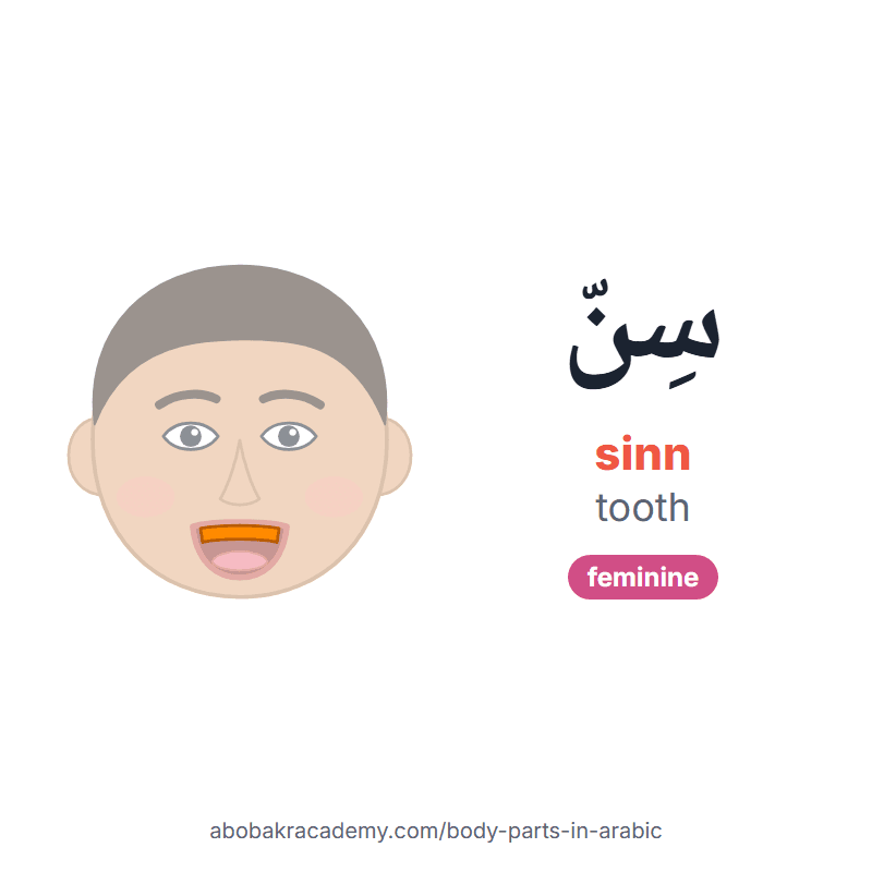 Tooth in Arabic: سِنّ (sinn), feminine. Picture card of a child's face with the tooth coloured in orange, the Arabic word with its vowel marks and how to say it.