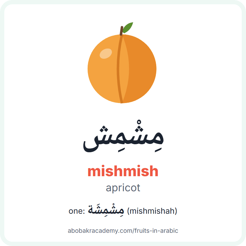 Apricot in Arabic: مِشْمِش (mishmish), and one of them مِشْمِشَة (mishmishah). Picture card with a drawing of a apricot, the Arabic word with its vowel marks and how to say it.