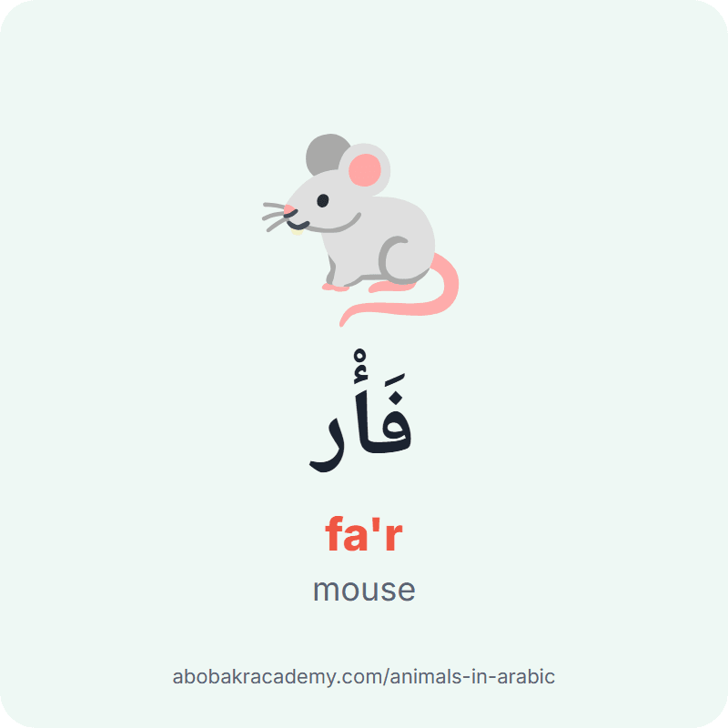 Mouse in Arabic: فَأْر (fa'r). Picture card of a mouse with its Arabic name, the vowel marks and how to say it.