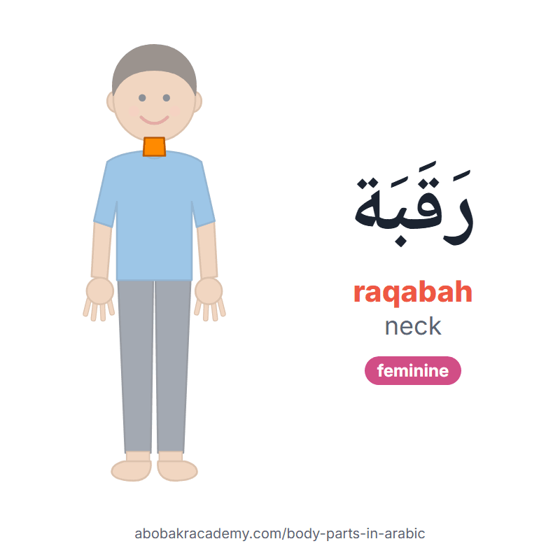 Neck in Arabic: رَقَبَة (raqabah), feminine. Picture card of a child with the neck coloured in orange, the Arabic word with its vowel marks and how to say it.