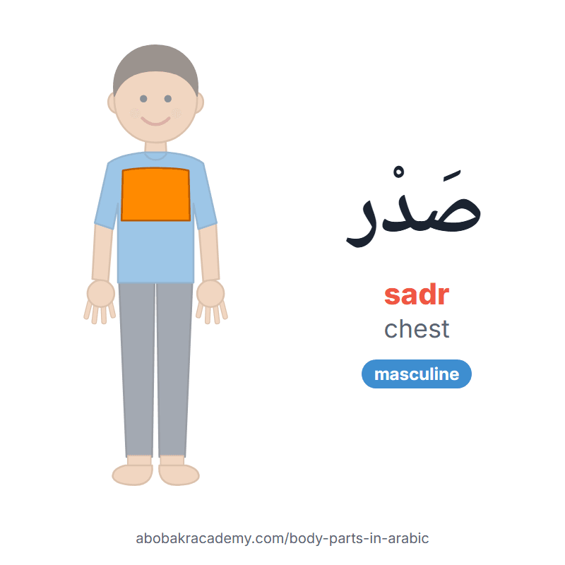 Chest in Arabic: صَدْر (sadr), masculine. Picture card of a child with the chest coloured in orange, the Arabic word with its vowel marks and how to say it.