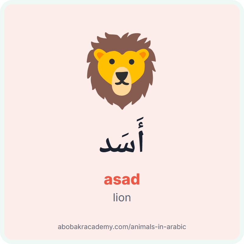 Lion in Arabic: أَسَد (asad). Picture card of a lion with its Arabic name, the vowel marks and how to say it.