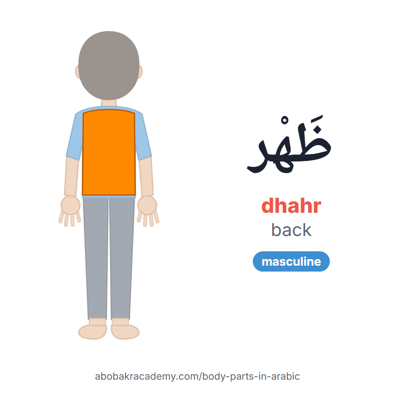 Back in Arabic: ظَهْر (dhahr), masculine. Picture card of a child with the back, seen from behind, coloured in orange, the Arabic word with its vowel marks and how to say it.