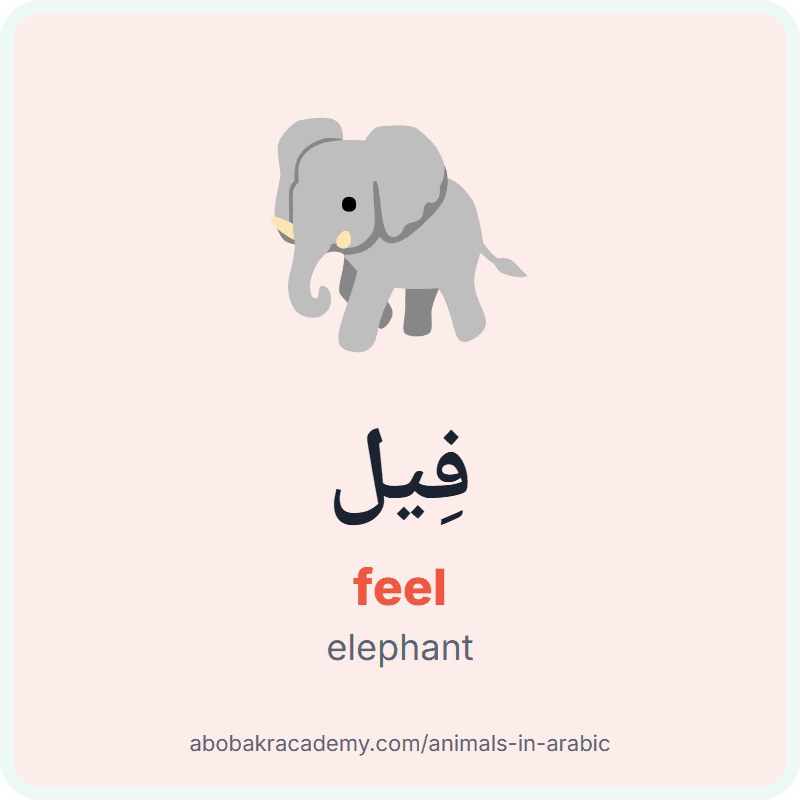 Elephant in Arabic: فِيل (feel). Picture card of an elephant with its Arabic name, the vowel marks and how to say it.