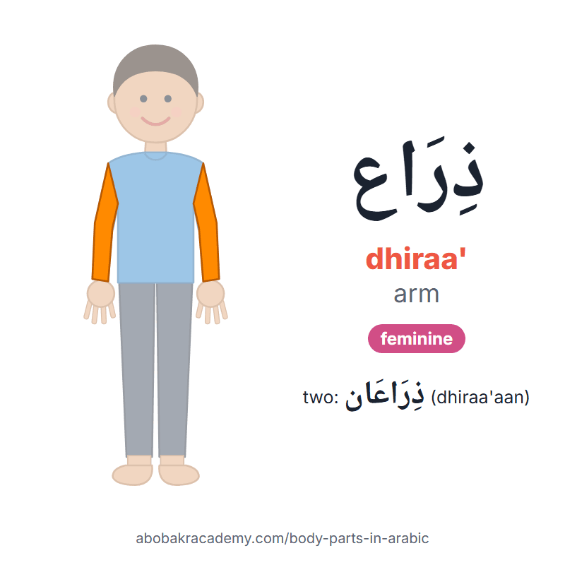 Arm in Arabic: ذِرَاع (dhiraa'), feminine, and two of them ذِرَاعَان (dhiraa'aan). Picture card of a child with the arm coloured in orange, the Arabic word with its vowel marks and how to say it.