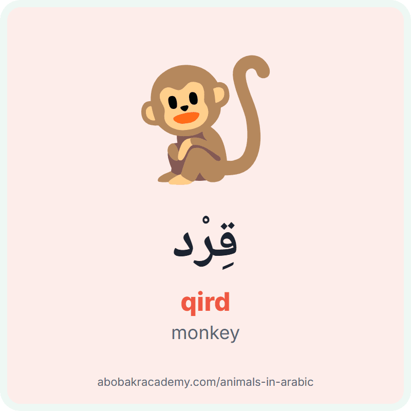 Monkey in Arabic: قِرْد (qird). Picture card of a monkey with its Arabic name, the vowel marks and how to say it.