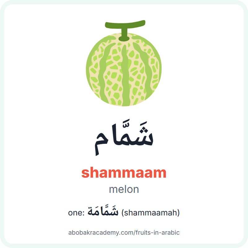 Melon in Arabic: شَمَّام (shammaam), and one of them شَمَّامَة (shammaamah). Picture card with a picture of a melon, the Arabic word with its vowel marks and how to say it.