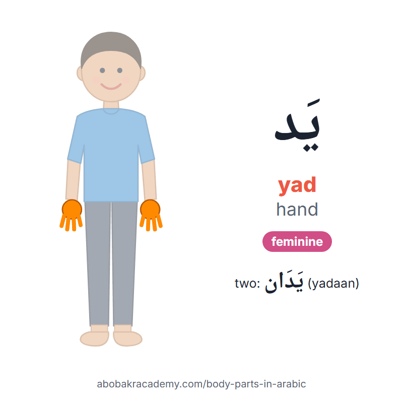 Hand in Arabic: يَد (yad), feminine, and two of them يَدَان (yadaan). Picture card of a child with the hand coloured in orange, the Arabic word with its vowel marks and how to say it.