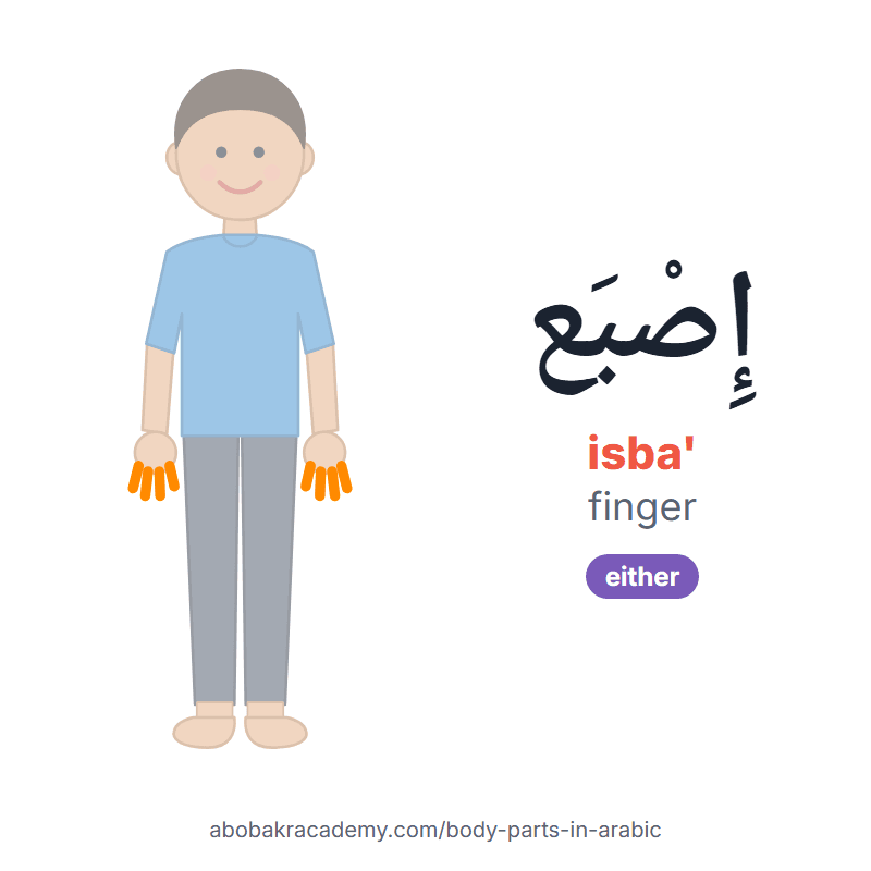 Finger in Arabic: إِصْبَع (isba'), masculine or feminine. Picture card of a child with the finger coloured in orange, the Arabic word with its vowel marks and how to say it.