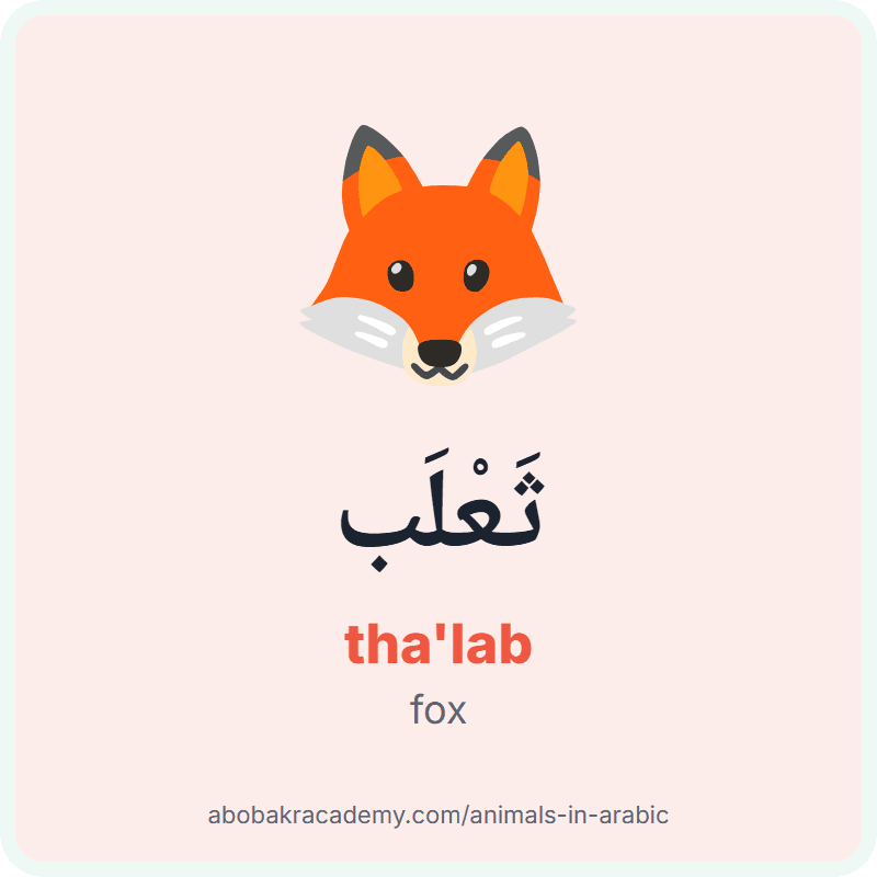 Fox in Arabic: ثَعْلَب (tha'lab). Picture card of a fox with its Arabic name, the vowel marks and how to say it.
