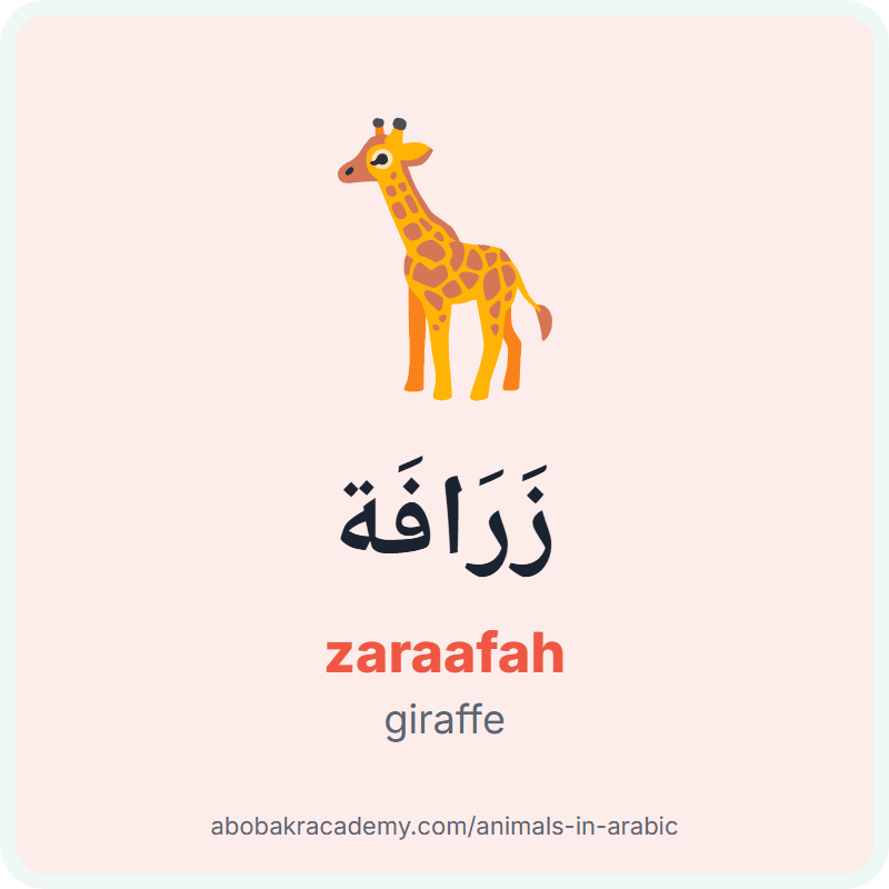 Giraffe in Arabic: زَرَافَة (zaraafah). Picture card of a giraffe with its Arabic name, the vowel marks and how to say it.