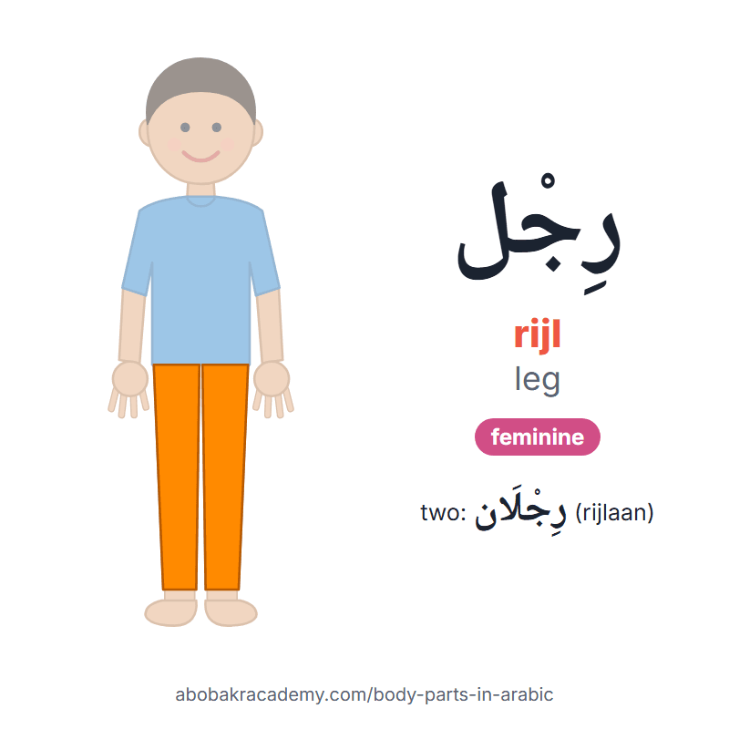 Leg in Arabic: رِجْل (rijl), feminine, and two of them رِجْلَان (rijlaan). Picture card of a child with the leg coloured in orange, the Arabic word with its vowel marks and how to say it.