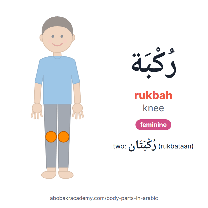 Knee in Arabic: رُكْبَة (rukbah), feminine, and two of them رُكْبَتَان (rukbataan). Picture card of a child with the knee coloured in orange, the Arabic word with its vowel marks and how to say it.