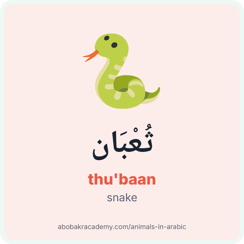 Snake in Arabic: ثُعْبَان (thu'baan). Picture card of a snake with its Arabic name, the vowel marks and how to say it.