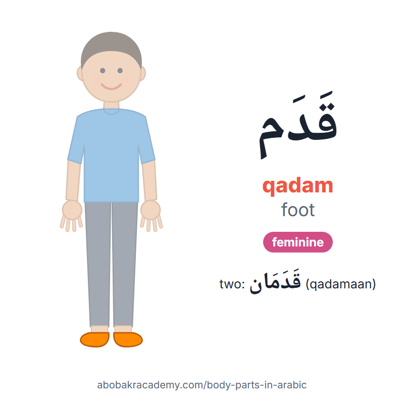 Foot in Arabic: قَدَم (qadam), feminine, and two of them قَدَمَان (qadamaan). Picture card of a child with the foot coloured in orange, the Arabic word with its vowel marks and how to say it.