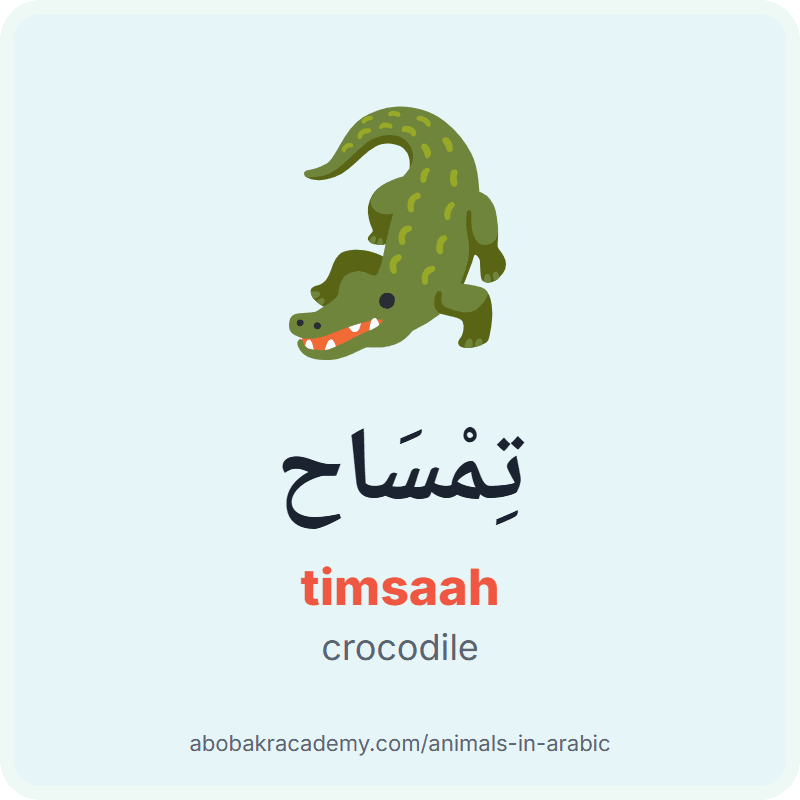 Crocodile in Arabic: تِمْسَاح (timsaah). Picture card of a crocodile with its Arabic name, the vowel marks and how to say it.
