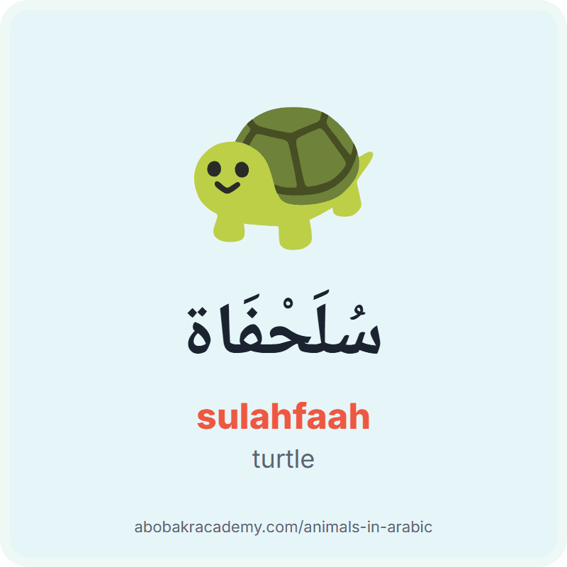 Turtle in Arabic: سُلَحْفَاة (sulahfaah). Picture card of a turtle with its Arabic name, the vowel marks and how to say it.