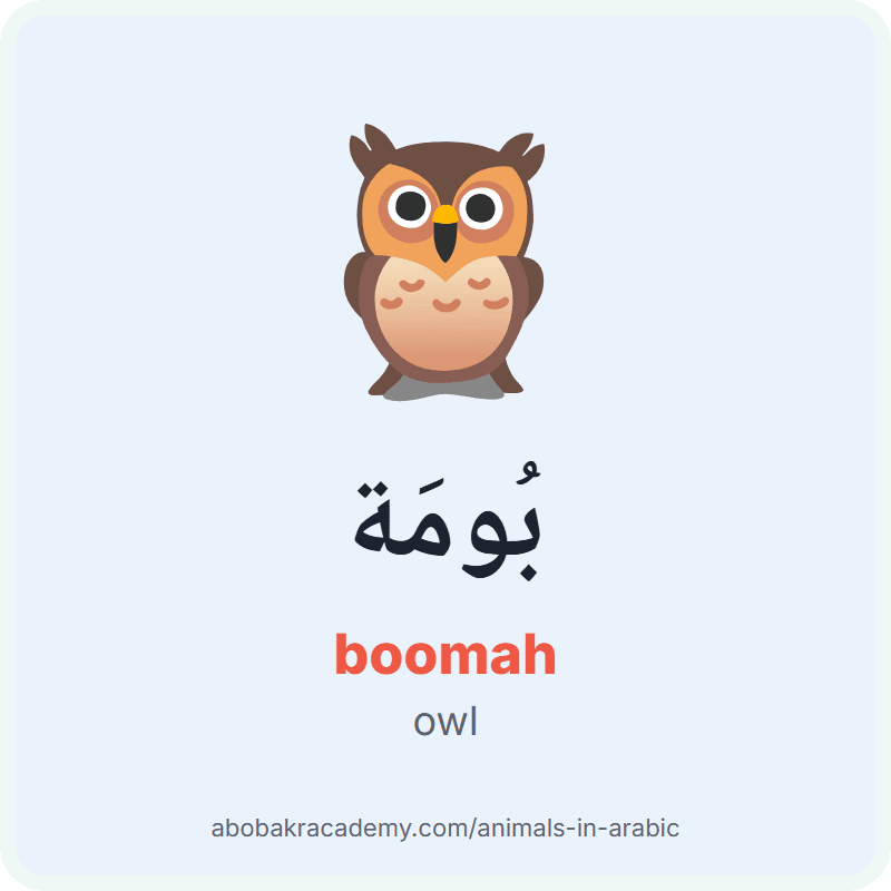 Owl in Arabic: بُومَة (boomah). Picture card of an owl with its Arabic name, the vowel marks and how to say it.