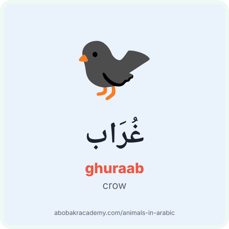 Crow in Arabic: غُرَاب (ghuraab). Picture card of a crow with its Arabic name, the vowel marks and how to say it.