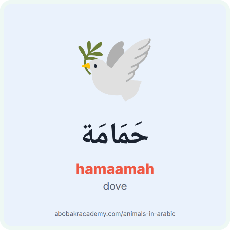 Dove in Arabic: حَمَامَة (hamaamah). Picture card of a dove with its Arabic name, the vowel marks and how to say it.