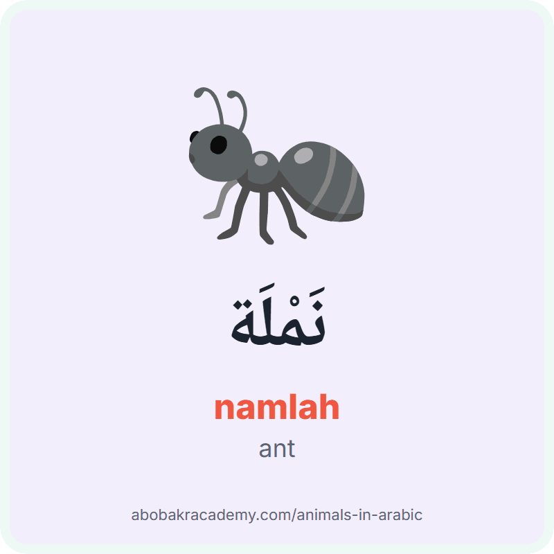 Ant in Arabic: نَمْلَة (namlah). Picture card of an ant with its Arabic name, the vowel marks and how to say it.