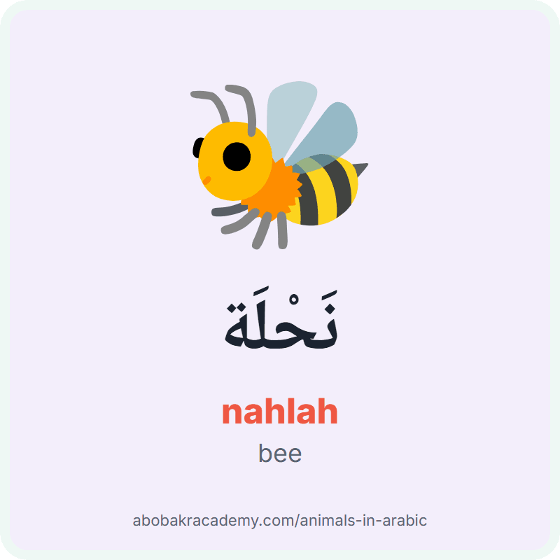 Bee in Arabic: نَحْلَة (nahlah). Picture card of a bee with its Arabic name, the vowel marks and how to say it.