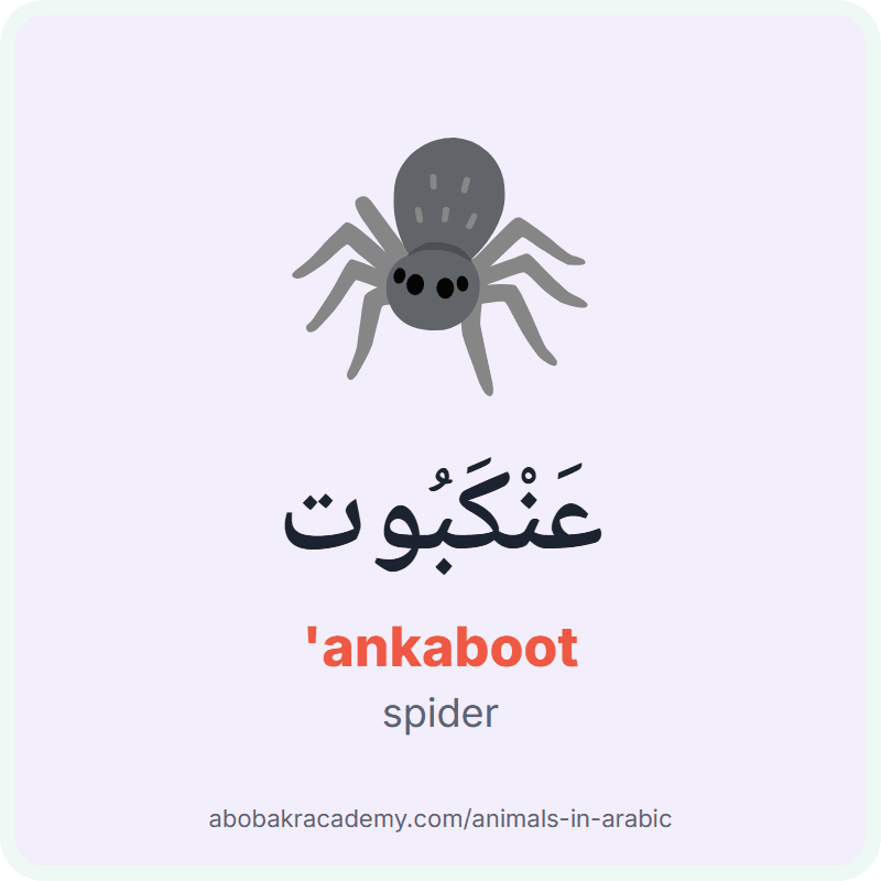 Spider in Arabic: عَنْكَبُوت ('ankaboot). Picture card of a spider with its Arabic name, the vowel marks and how to say it.