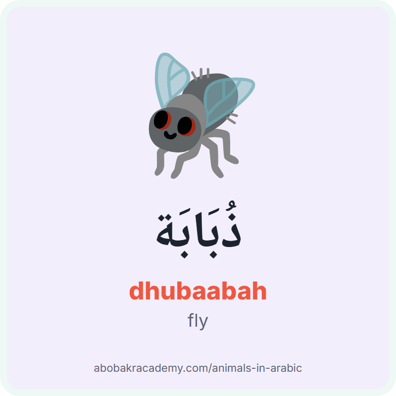 Fly in Arabic: ذُبَابَة (dhubaabah). Picture card of a fly with its Arabic name, the vowel marks and how to say it.