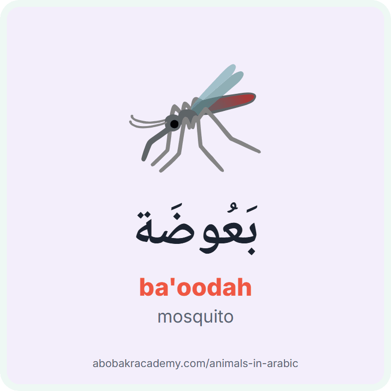 Mosquito in Arabic: بَعُوضَة (ba'oodah). Picture card of a mosquito with its Arabic name, the vowel marks and how to say it.