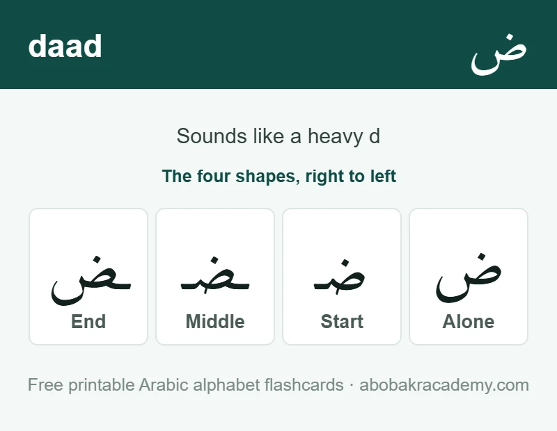 Flashcard for the Arabic letter daad: the letter shown alone, then at the start, middle and end of a word, with the note that it sounds like a heavy d.