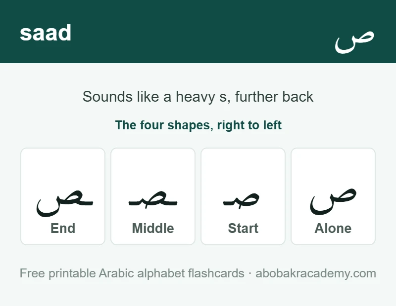 Flashcard for the Arabic letter saad: the letter shown alone, then at the start, middle and end of a word, with the note that it sounds like a heavy s, further back.