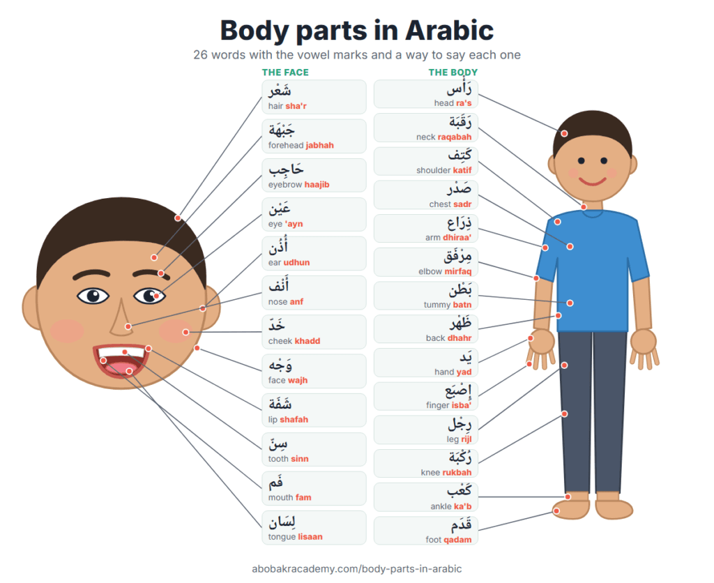 Chart of 26 body parts in Arabic. On the left a child's face labelled from the hair, شَعْر (sha'r), to the tongue, لِسَان (lisaan); on the right a whole child labelled from the head, رَأْس (ra's), to the foot, قَدَم (qadam), each with the vowel marks and how to say it.